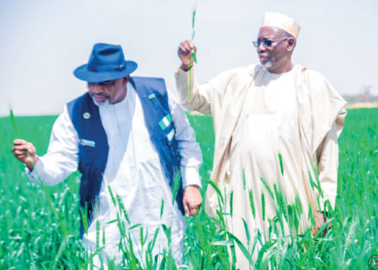 Jigawa Wheat Farmers Celebrate Success