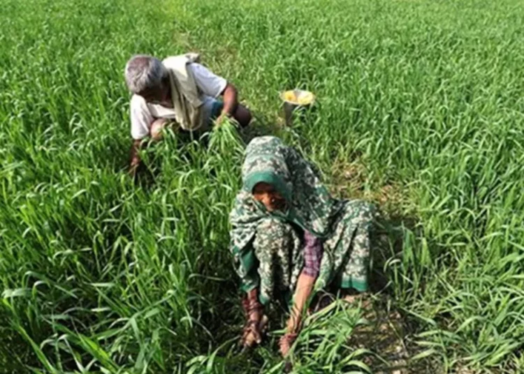 Bauchi Urges Farmers to Embrace Dry-Season Farming