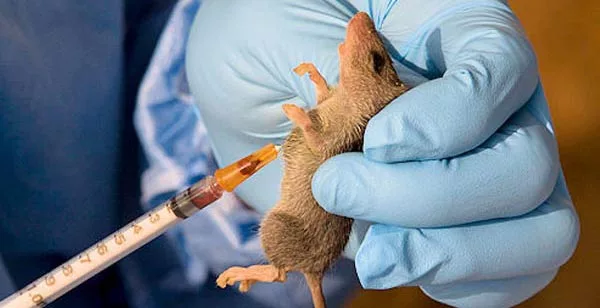 Ondo State Lassa Fever Outbreak Claims 12 Lives as Confirmed Cases Climb to 112