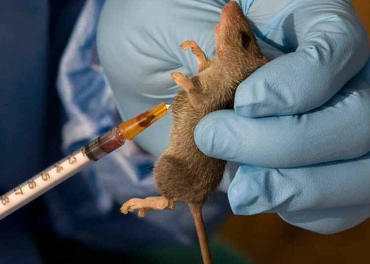 Lassa Fever Kills Nine In One Week